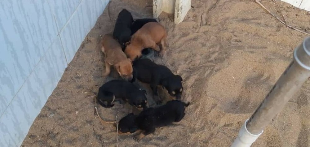 Cães são resgatados pela PM; animais estavam sem água e comida