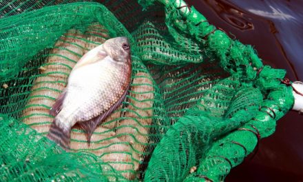 Bahia Pesca apresenta novos resultados de análise do pescado