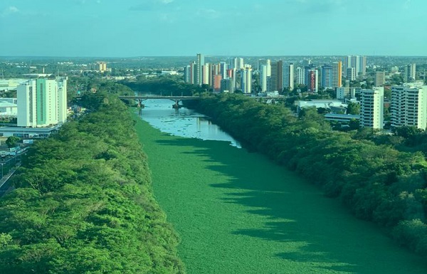 Estudantes de Ilhéus desenvolvem adubo feito de planta baronesa