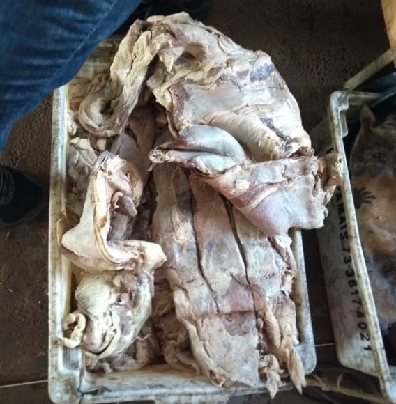 Mais de 100 quilos de carne estragadas são apreendidos em feira livre de Uruçuca