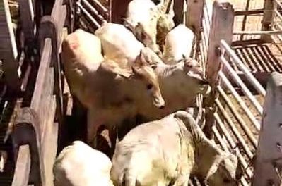 Polícia recupera carne de gado avaliada em mais de R$ 60 mil
