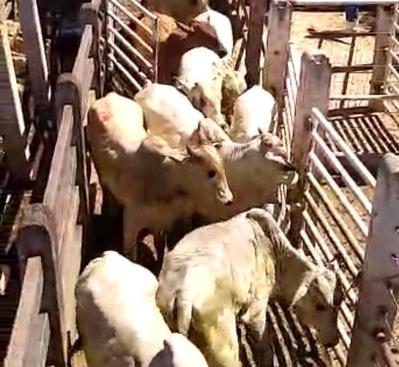 Polícia recupera carne de gado avaliada em mais de R$ 60 mil