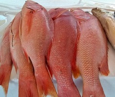 Pescados de Ilhéus e região tem qualidade atestada por laboratório da UFBA