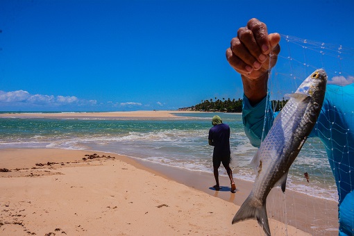 Nova coleta de pescado monitora organismos em área atingida pelo óleo