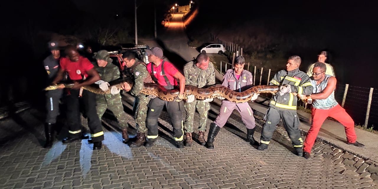 Cobra de 7 metros é resgatada pelo Corpo Bombeiros em Porto Seguro