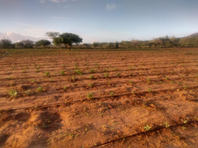 Polícia descobre plantação com 50 mil pés de maconha