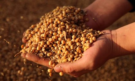 IBGE estima safra de 8,6 milhões de toneladas de grãos em 2020 na Bahia