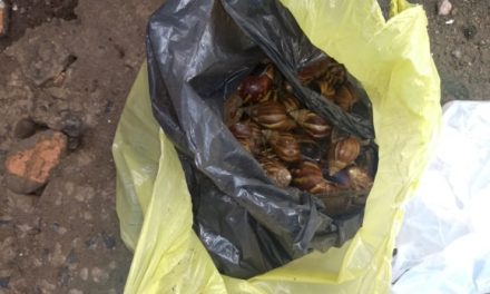 Moradores denunciam infestação de caramujos africanos no Jardim Vitória