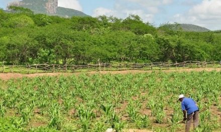 Seguro destina R$ 33,3 milhões a agricultores familiares na Bahia