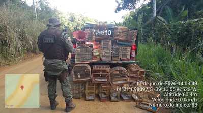 Porto Seguro: polícia resgata 130 aves criadas em cativeiro