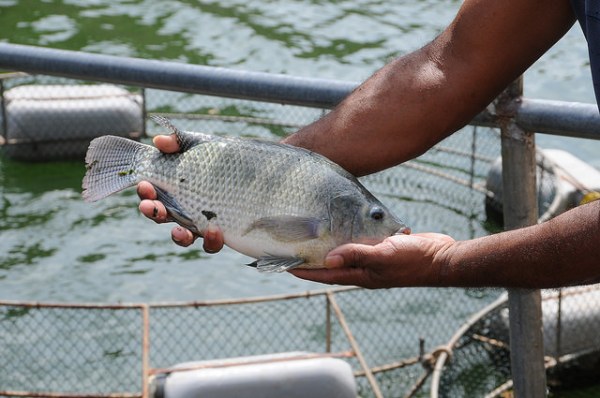 Produção de peixes da Bahia Pesca aumenta 40% durante pandemia