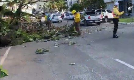 MP aciona município de Ilhéus para coibir derrubada irregular de árvores centenárias