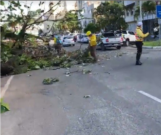 MP aciona município de Ilhéus para coibir derrubada irregular de árvores centenárias