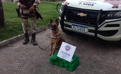 Cadela Atena, da Cipe Cacaueira, encontra 23 kg de maconha em Itabuna