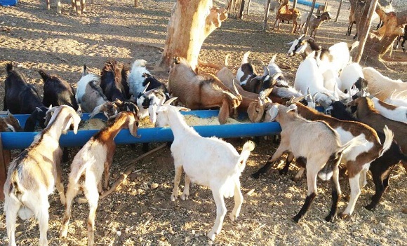 Agricultura familiar baiana lidera ranking nacional da produção de caprinos