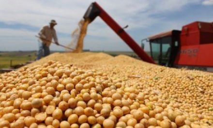 Em junho, IBGE estima crescimento de 13% da produção de grãos na Bahia para 2020