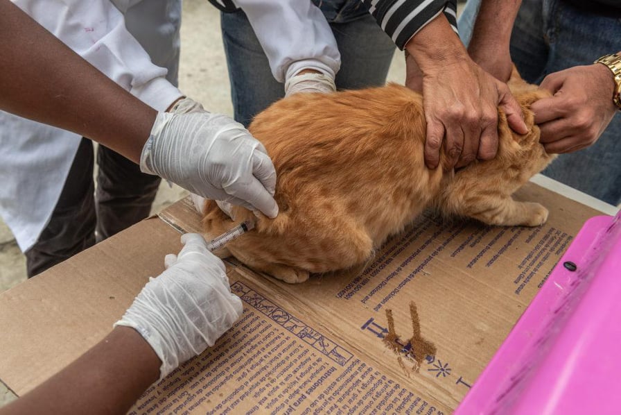 Itabuna realiza Campanha de Vacina contra raiva canina