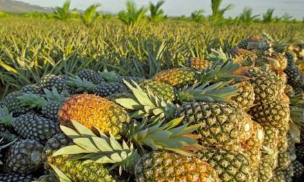 Agricultores familiares de Itaberaba esperam aumento de 50% na produção de abacaxi