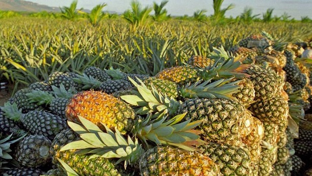 Agricultores familiares de Itaberaba esperam aumento de 50% na produção de abacaxi