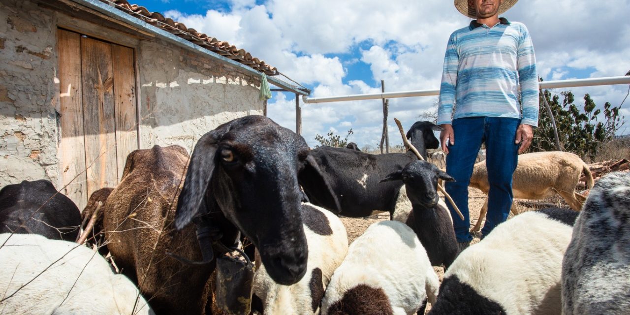 Caprinos, ovinos e pesca artesanal são destaques do Rural Produtivo na TVE