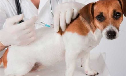 Vacinação antirrábica gratuita para animais domésticos chega ao bairro da Conceição
