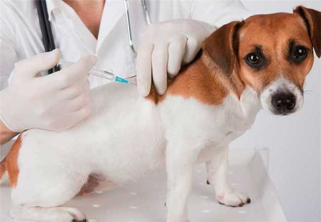 Ilhéus: Vacinação Antirrábica para cães e gatos acontece até o dia 7 de outubro
