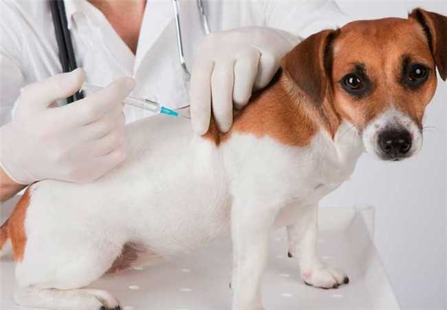 Vacinação antirrábica gratuita para animais domésticos chega ao bairro da Conceição