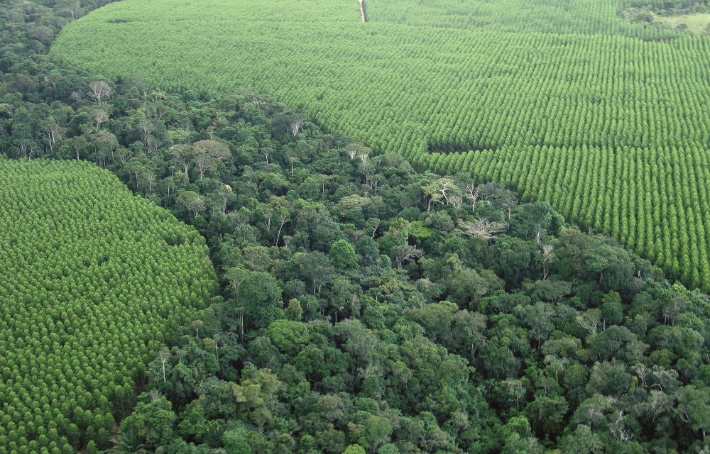 Dia da Árvore: setor florestal baiano é referência em produção com sustentabilidade
