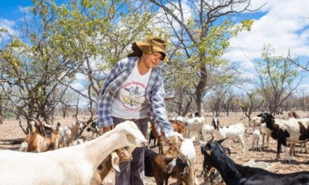 Oficina debate como melhorar a comercialização de caprinos e ovinos na Bahia