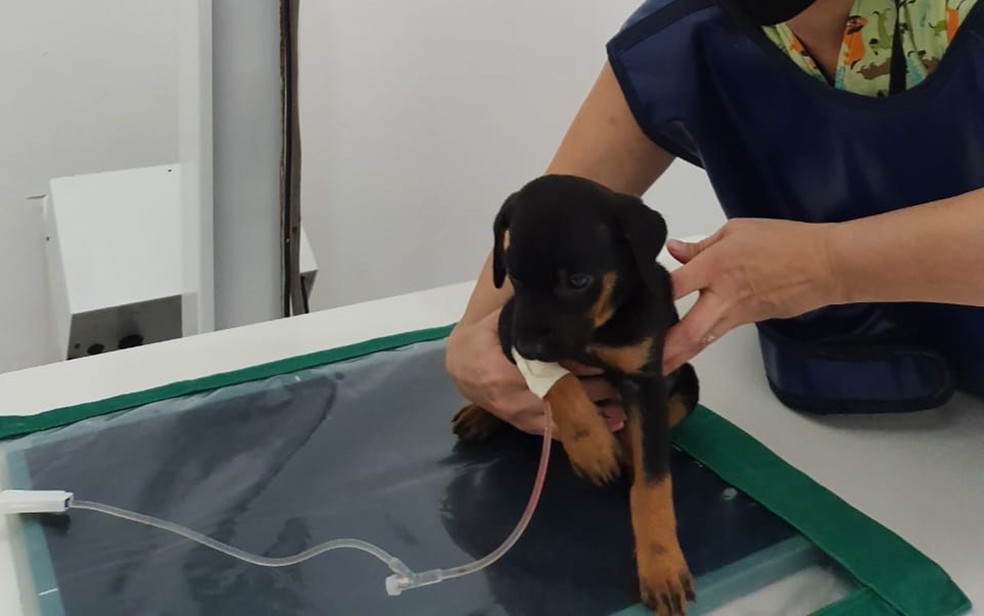 Filhote de cachorro fica ferido após ser jogado de prédio em Itabuna