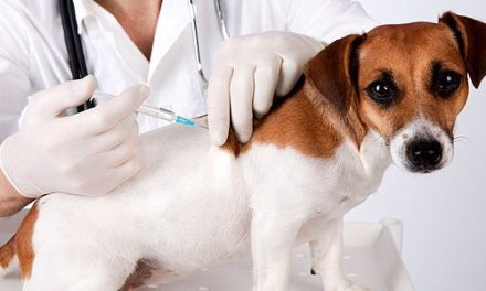Sábado tem Dia “D” de vacinação contra raiva em cães e gatos