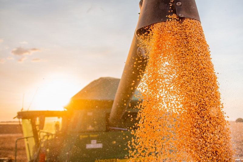 Bahia mantém estimativa de safra recorde de 9,9 milhões de toneladas de grãos em 2020
