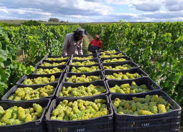 Vinho baiano produzido na Chapada ganha prêmio nacional