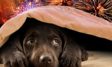 Pets e Ano Novo, como lidar com fogos de artifício