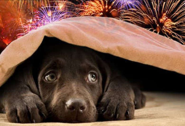 Pets e Ano Novo, como lidar com fogos de artifício