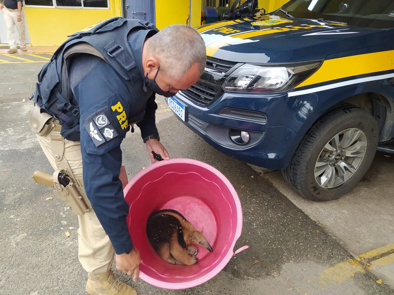 Tamanduá machucado é resgatado na BR 101 em Itabuna