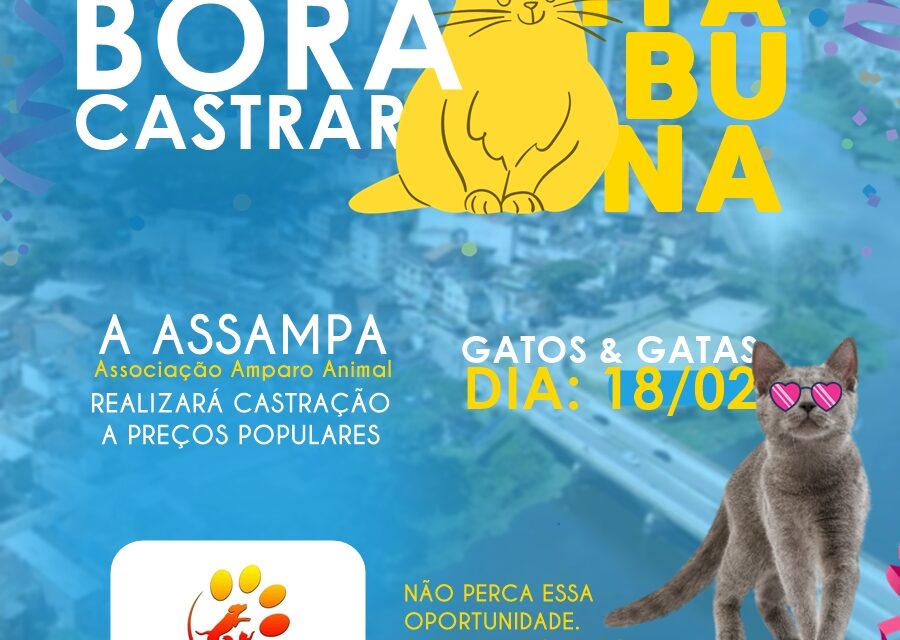 Itabuna: Assampa promove no próximo dia 18 castração de gatos a preços populares