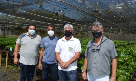 No mês do cacau, Biofábrica da Bahia distribuiu 46 mil mudas a agricultores familiares