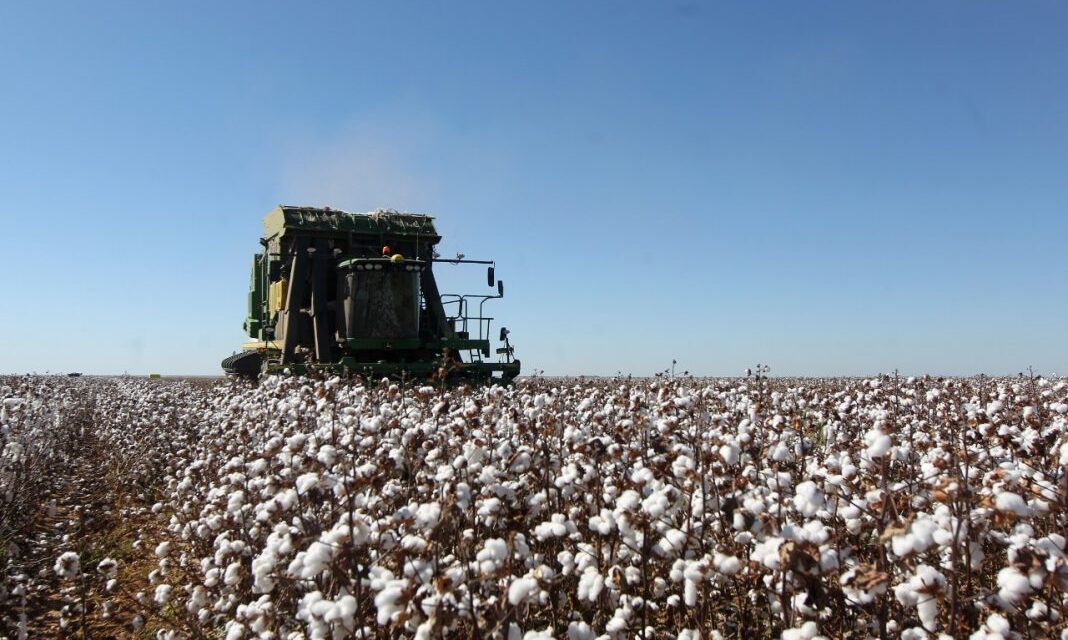 Colheita do algodão na Bahia este ano deve chegar a 520.363 toneladas