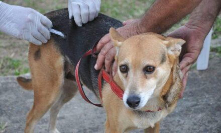 Itacaré intensifica campanha  de vacinação de cães e gatos