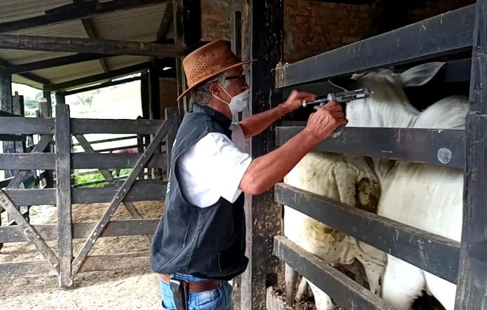 Vacinação contra a febre aftosa é prorrogada na Bahia