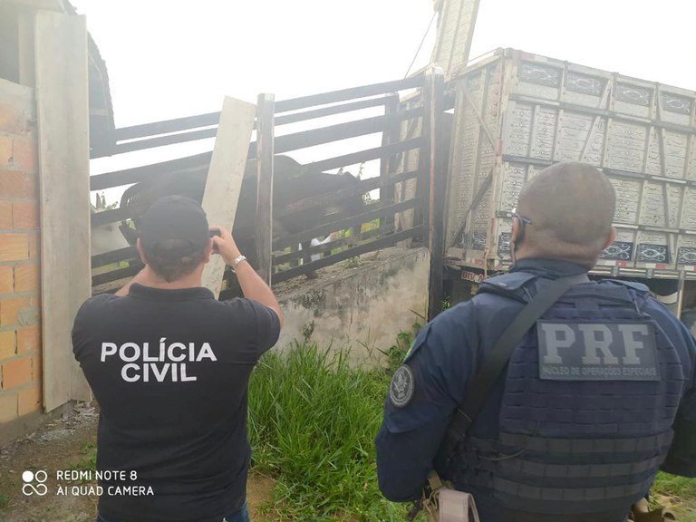 Porteira Fechada: PRF e Polícia Civil desarticulam quadrilha especializada em roubo de gados