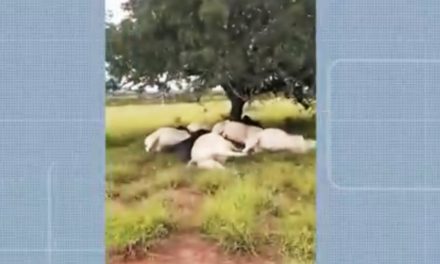 Raio mata cerca de 10 animais em fazenda na Bahia
