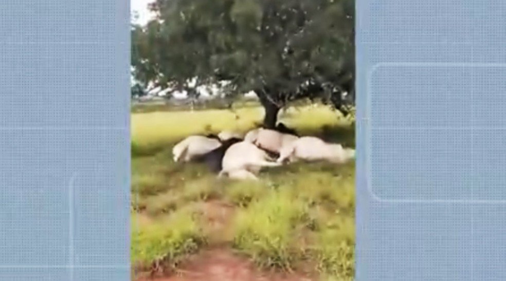 Raio mata cerca de 10 animais em fazenda na Bahia