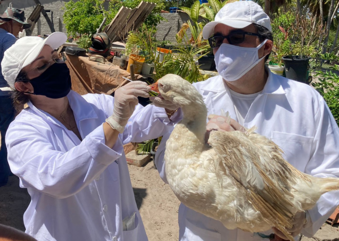 Adab monitora sítio de aves migratórias para evitar a entrada de doenças na Bahia