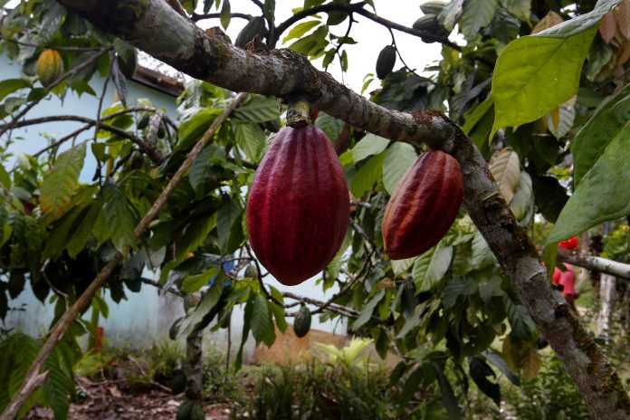 Bahia se consolida como maior produtora de cacau do Brasil