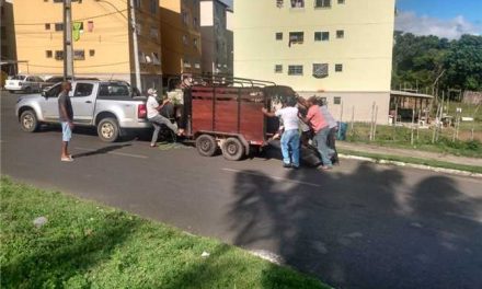 Ilhéus: CCZ realizou operação ‘Pista não é pasto’ e capturou animais soltos em vias públicas