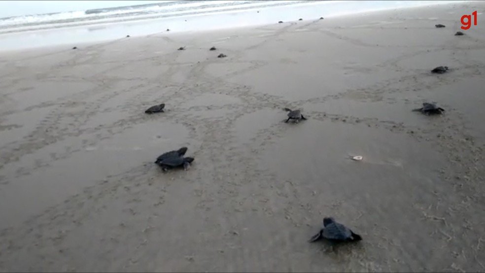 Ilhéus: filhotes de tartarugas marinhas são flagradas a caminho do mar