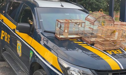 BA: Aves silvestres são resgatadas pela PRF na BR 116, em Itatim