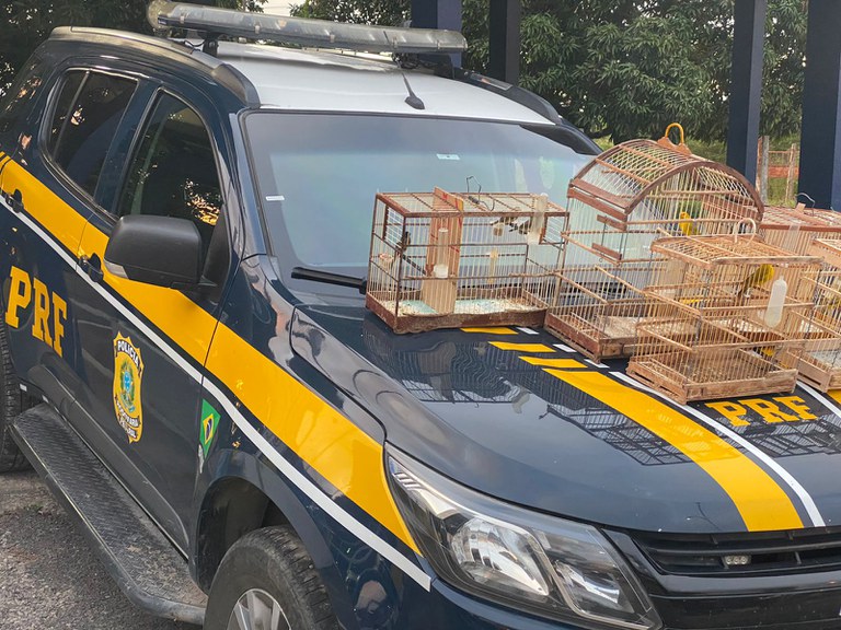 BA: Aves silvestres são resgatadas pela PRF na BR 116, em Itatim